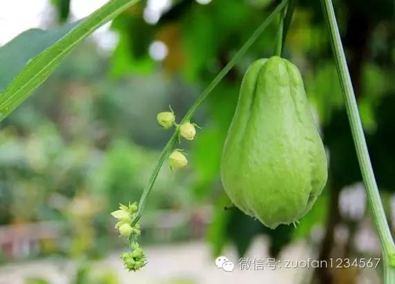 餐桌上的“福寿瓜”,别看长得奇怪,却能影响你的智力!