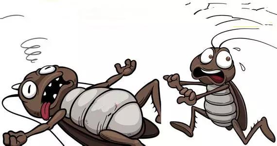 家里有蟑螂用什么方法最好灭掉,家里的蟑螂怎么消灭最快最有效