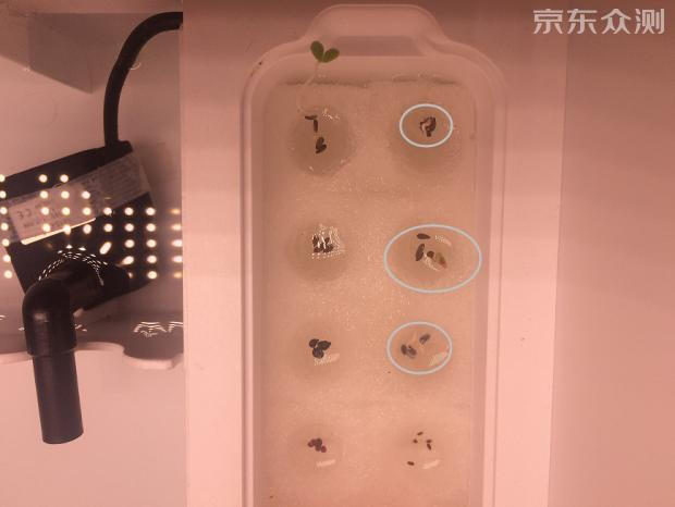 绿色环保农家小菜园,绿色无公害的自家小菜园