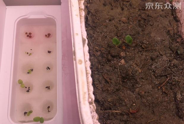 绿色环保农家小菜园,绿色无公害的自家小菜园