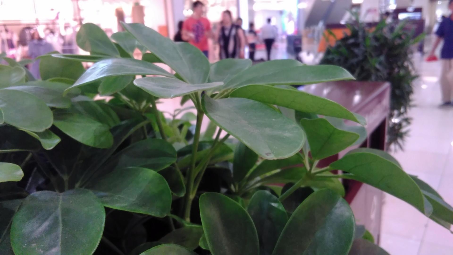 涓浗绉诲姩a1s,涓浗绉诲姩a1s閰嶇疆