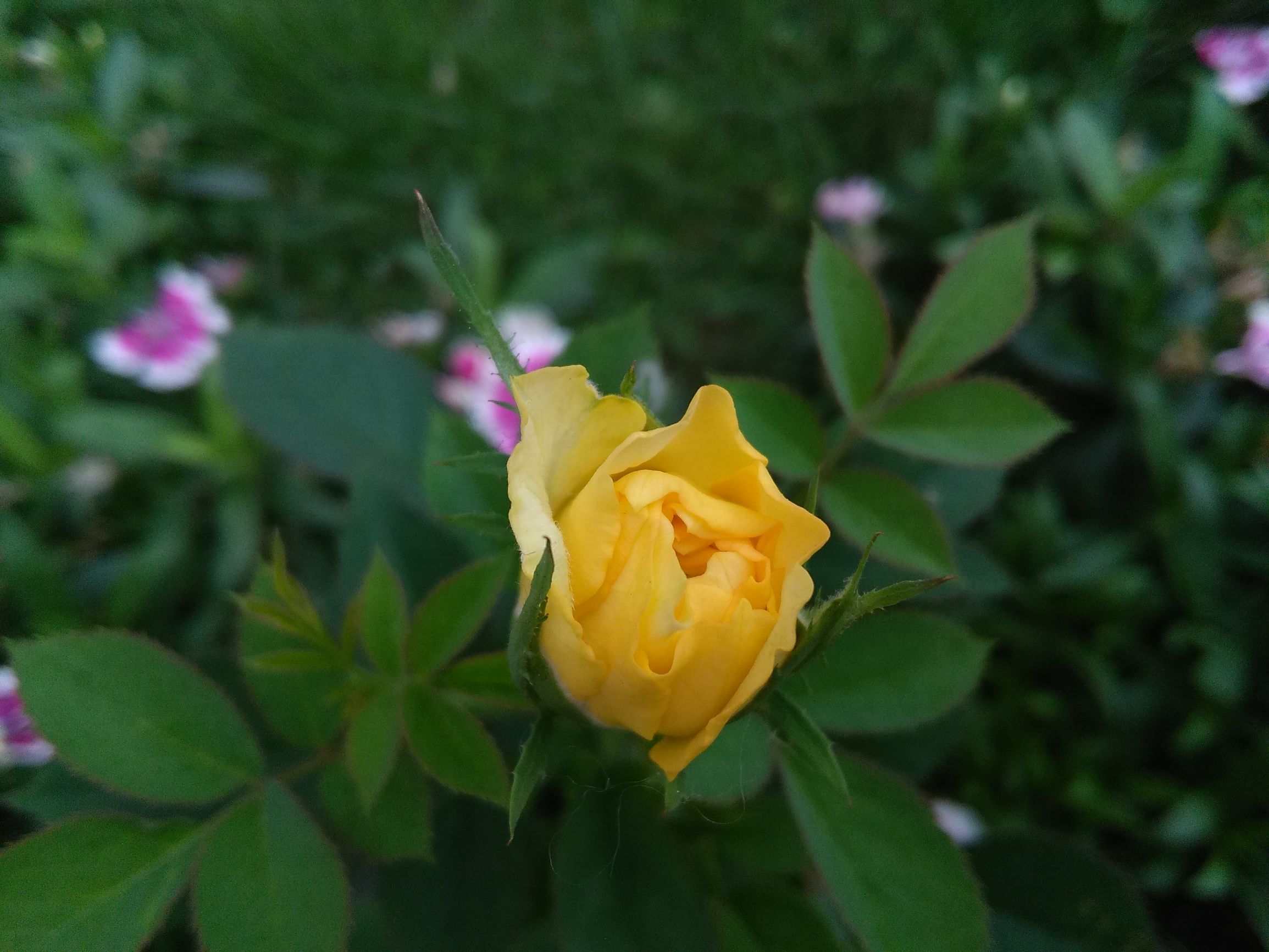 华为揽阅m210.1寸可以玩什么游戏,华为揽阅m210.1寸值得购买吗