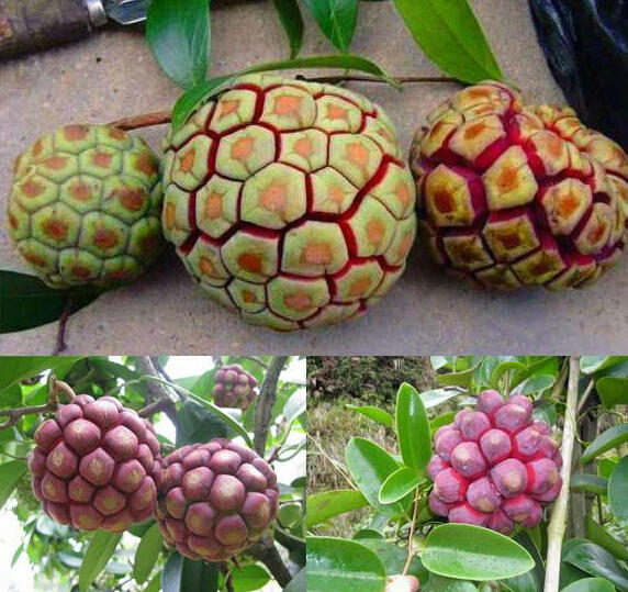 动漫里的恶魔果实,日本恶魔果实动漫