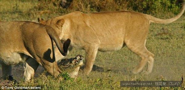 公狮和鳄鱼对战,母狮与鳄鱼交锋
