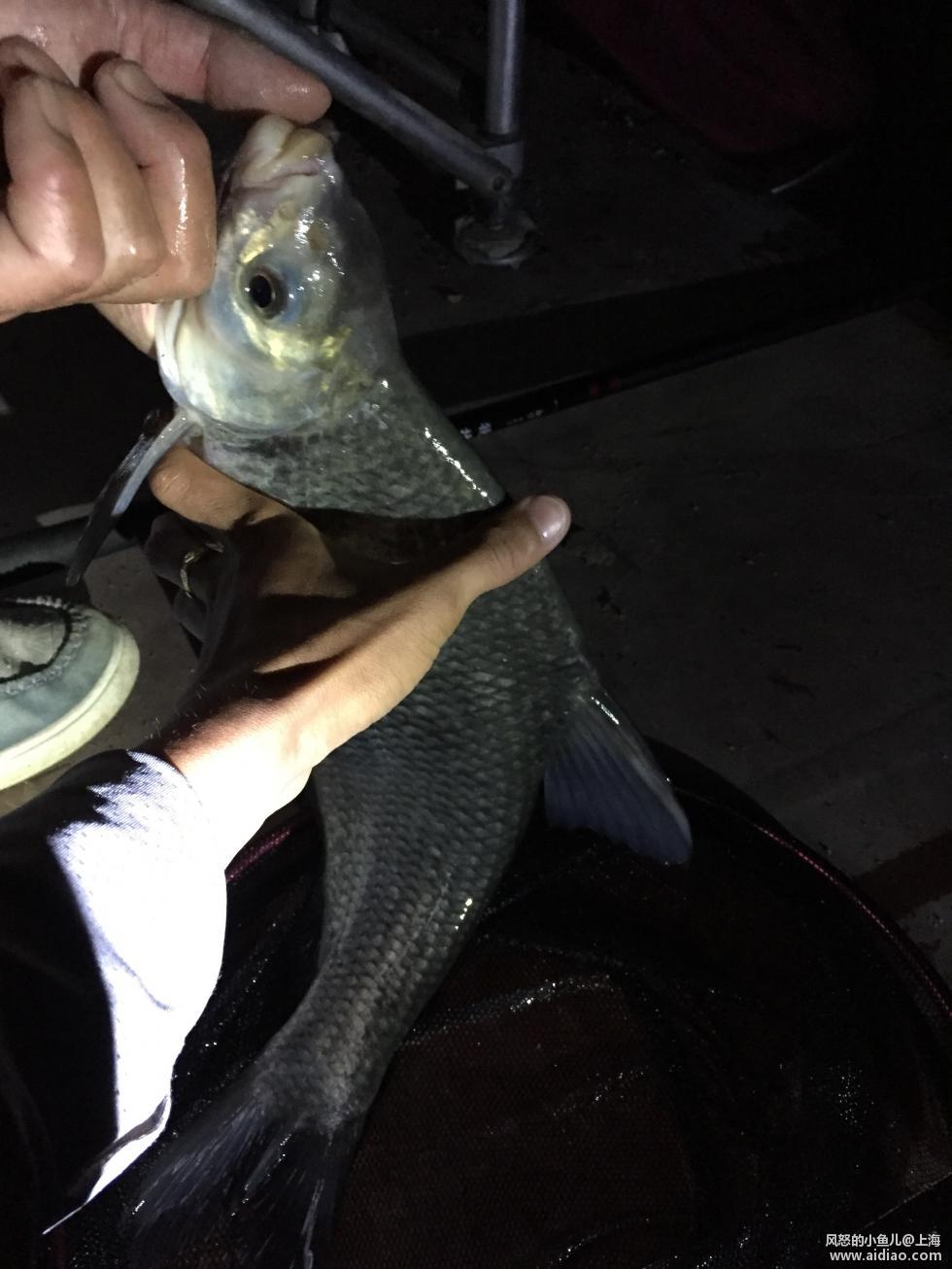 游钓太平湖视频,游钓太平湖