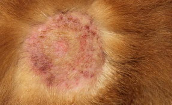 狗狗身上有湿疹用什么方法最好,狗狗身上湿疹症状