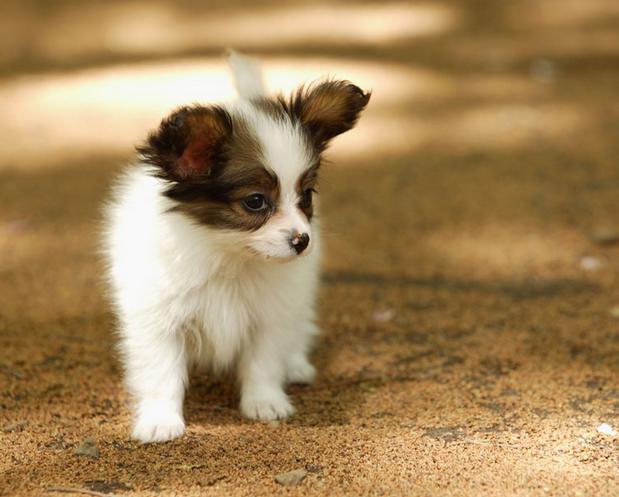 狗狗身上有湿疹用什么方法最好,狗狗身上湿疹症状