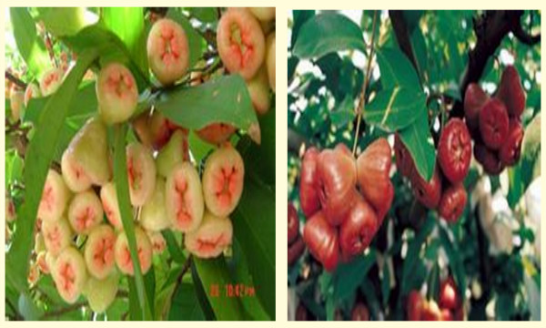 油茶树上长的茶耳可以吃的,油茶树上的茶泡