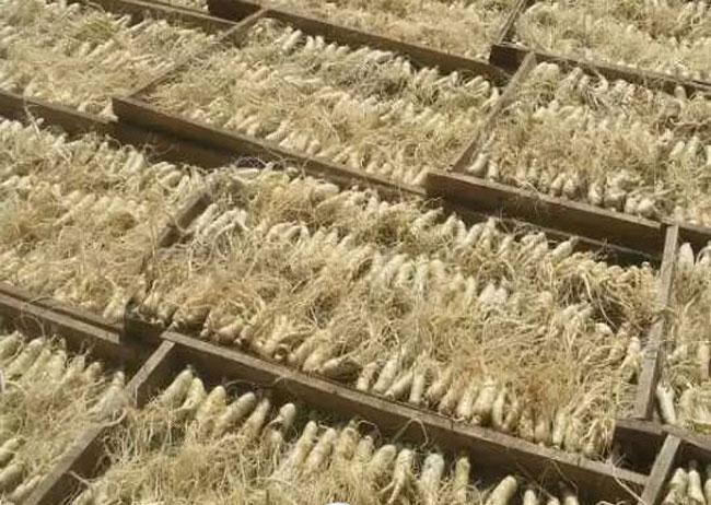 人参高效栽培新技术,大田人参种植技术全过程