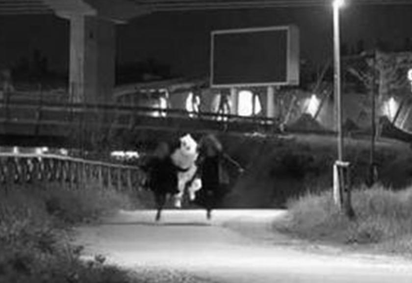 揭秘：神秘的兔子杀手隐藏在“Bunny隧道”的真相