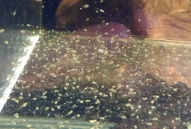 血脉奋“斗”历程--国斗繁殖实录（1）生命的起源