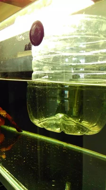 血脉奋“斗”历程--国斗繁殖实录（1）生命的起源