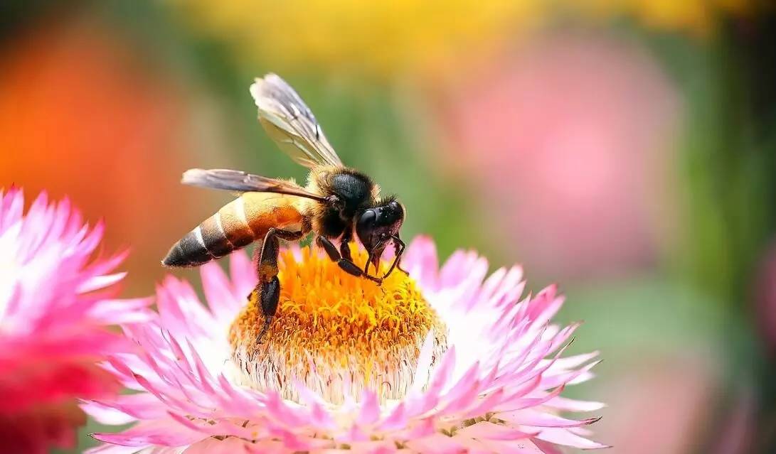 赞美蜜蜂采蜜的古诗,蜜蜂辛苦采蜜古诗词