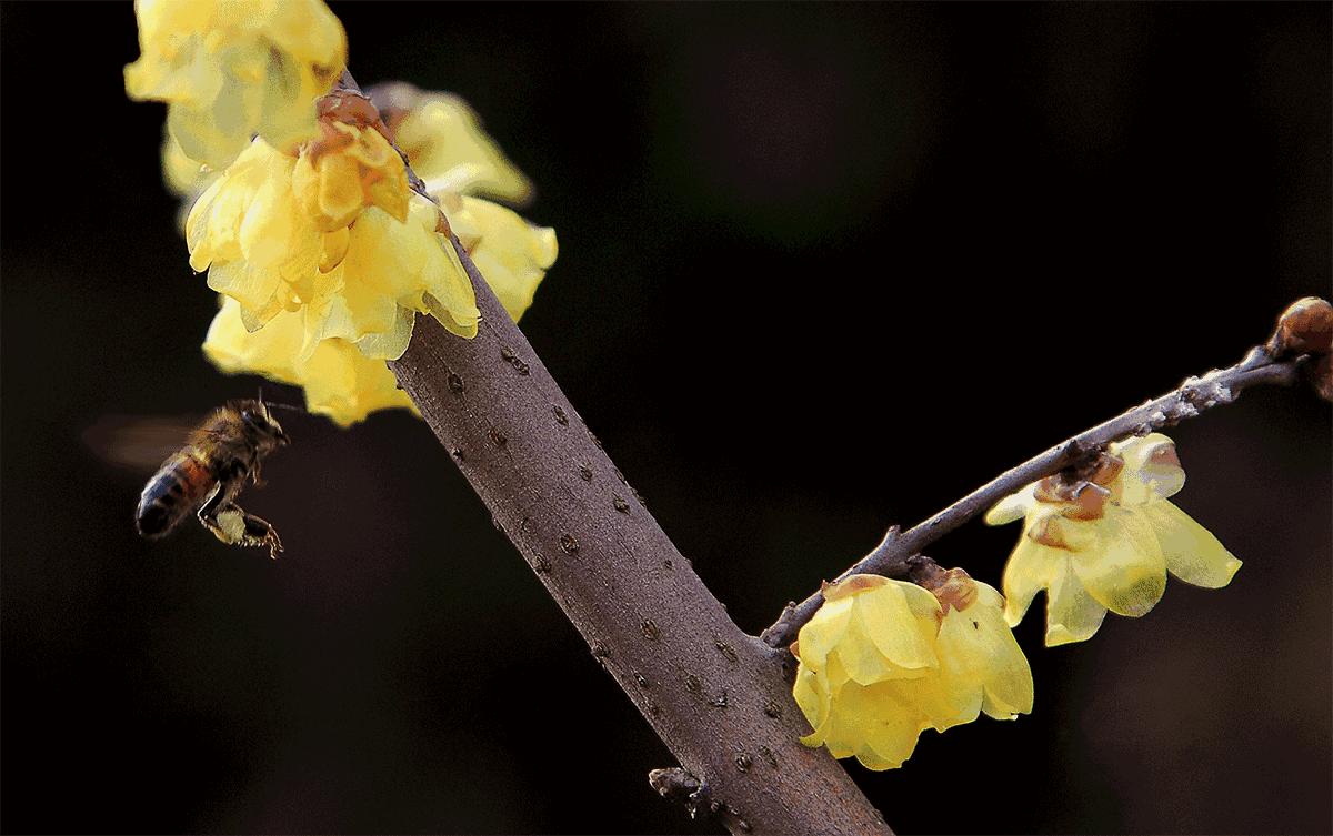 赞美蜜蜂采蜜的古诗,蜜蜂辛苦采蜜古诗词