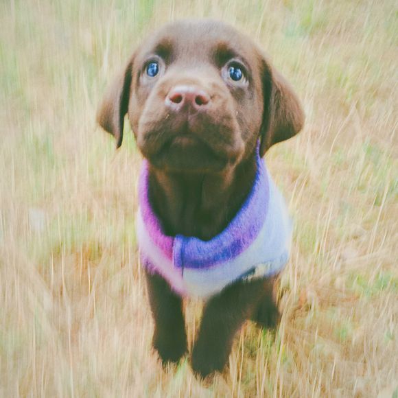 《一万个宠你的方法》爱宠知多少?第六期:拉布拉多