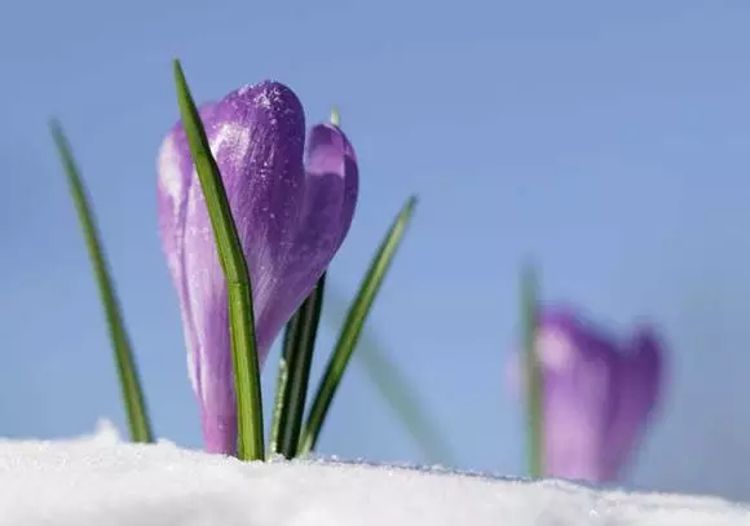 母亲四季：布满布丁的眼神里，长满庄稼和收成