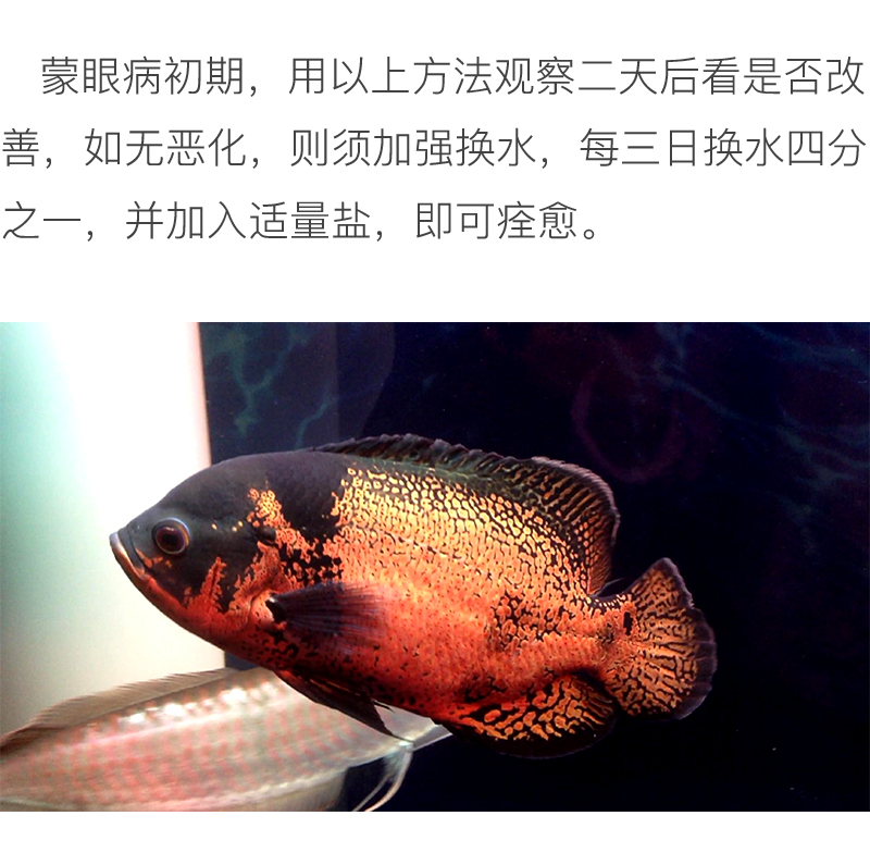 怎么才能养好地图鱼,养鱼新手入门能养地图鱼吗