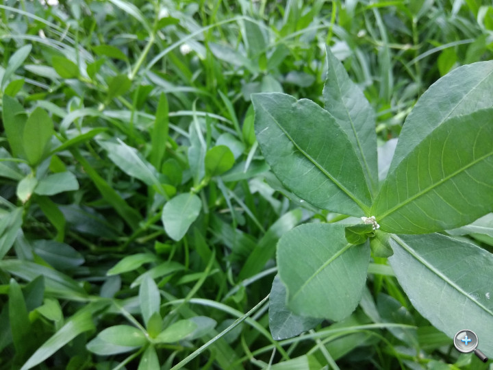 小米redmimax98寸评测,小米max拍照评测