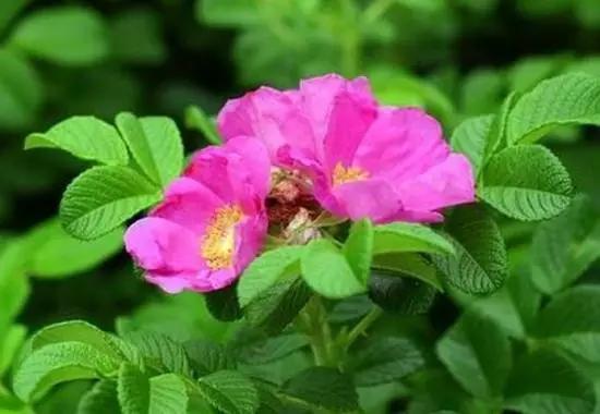 玫瑰蔷薇月季哪个好看,蔷薇月季玫瑰区别是什么