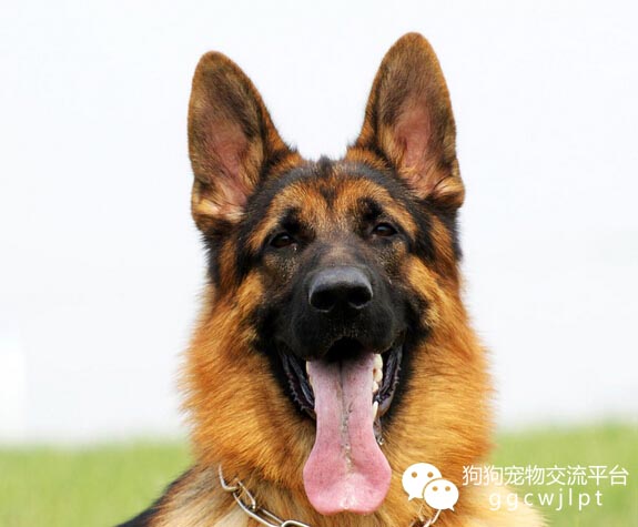 狗狗耳朵什么样可以立起来,狗狗耳朵分析图解