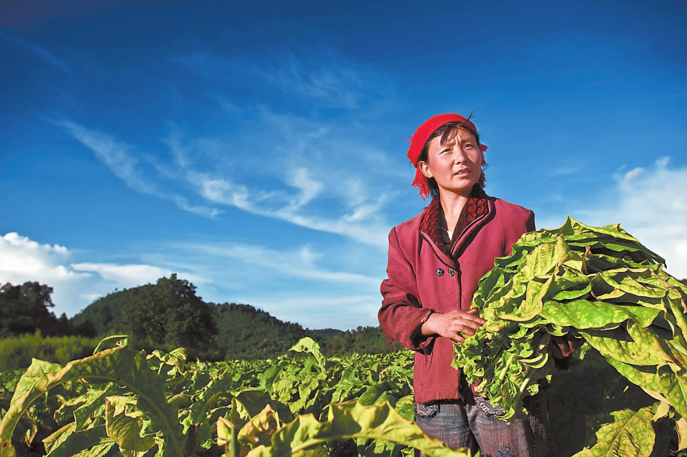 关于世界戒烟日的来历,国际戒烟日