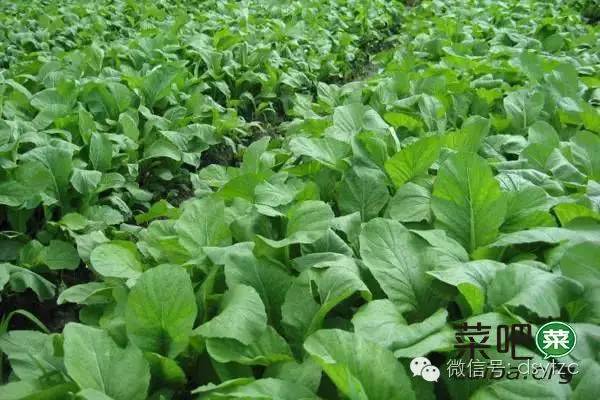 菜吧,适合在农村创业的餐饮