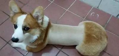 柯基屁屁脏了怎么办,柯基屁屁毛少怎么办