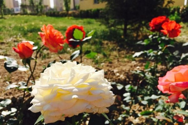 性能均衡才能远航?HTC10深度上手点评