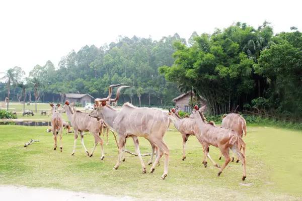 长隆适合小朋友玩的地方,长隆有哪些小朋友可以玩的项目