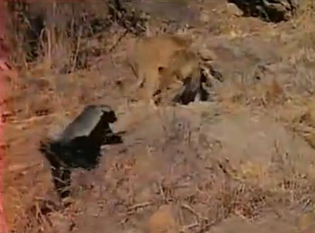 蜜獾被三只花豹围攻,蜜獾啃食剧毒毒蛇