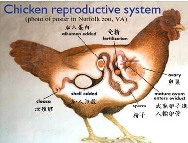 鸡蛋在蛋鸡体内的怎么形成的？