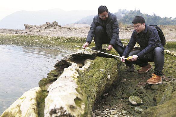 金丝楠阴沉木打捞上来含水分多少,金丝楠阴沉木挖出来怎么处理