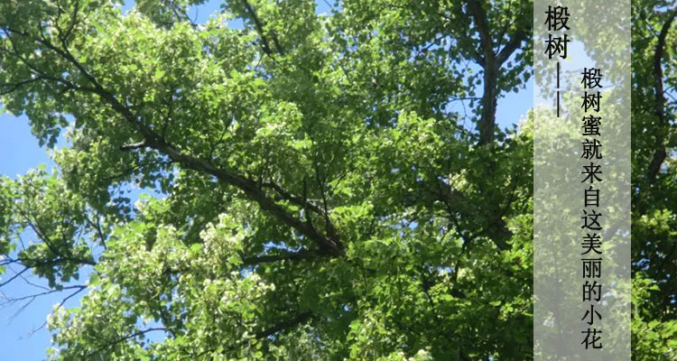 尼勒克黑蜂自然保护区,东北黑蜂自然保护区