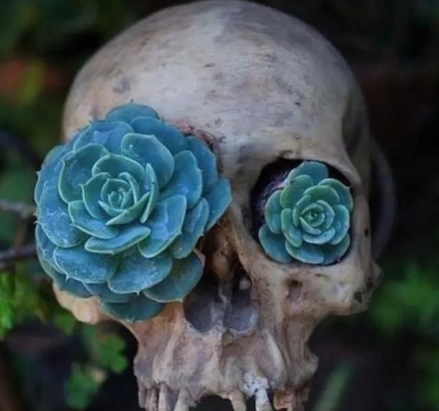 外国大神多肉,ins多肉