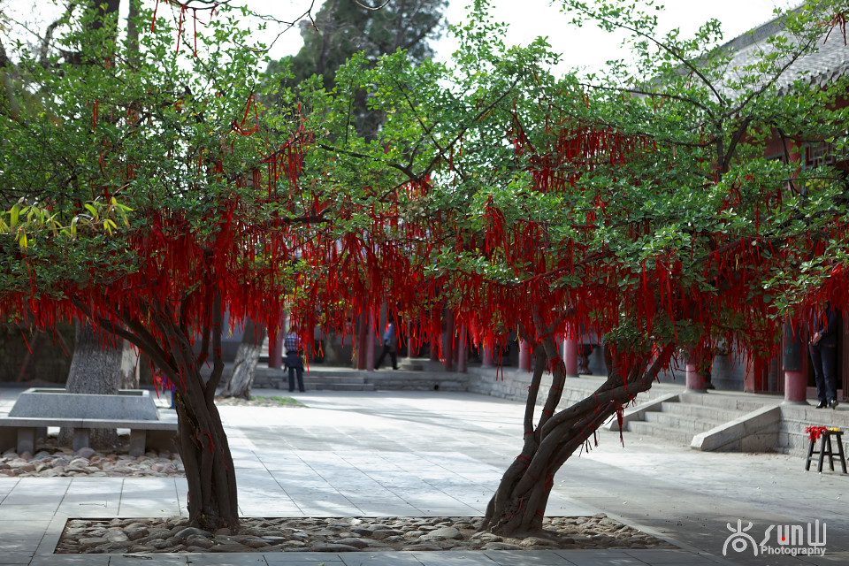 为什么古树都要拴红绳,往古树上拴红绳什么意思