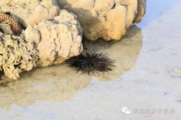 泰国的马尔代夫丽贝岛,泰国马尔代夫的海岛