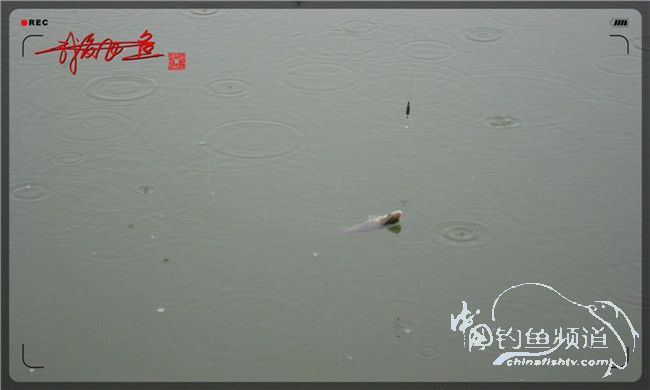 风雨无阻之我爱飞鱼去‘*欢寻**’!