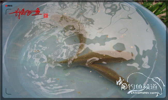 风雨无阻之我爱飞鱼去‘*欢寻**’!