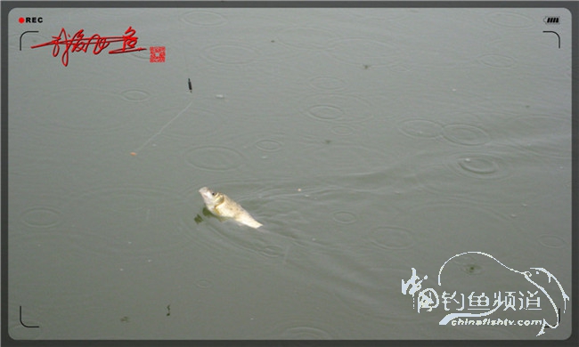 风雨无阻之我爱飞鱼去‘*欢寻**’!