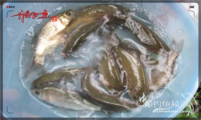 风雨无阻之我爱飞鱼去‘*欢寻**’!