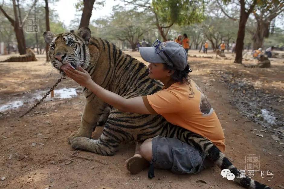 147大老虎全被抓走了?泰国虎庙或将无虎!