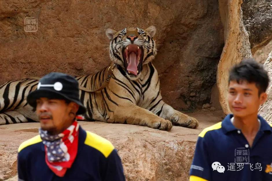 147大老虎全被抓走了?泰国虎庙或将无虎!
