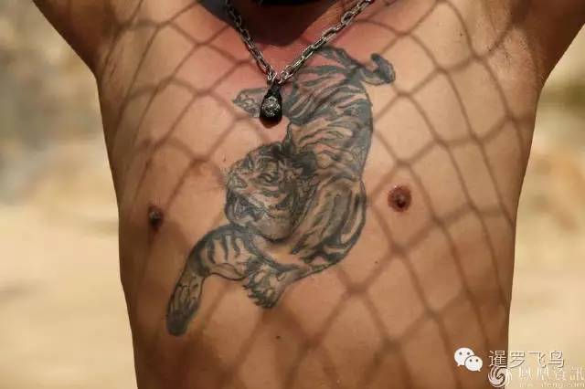 147大老虎全被抓走了?泰国虎庙或将无虎!