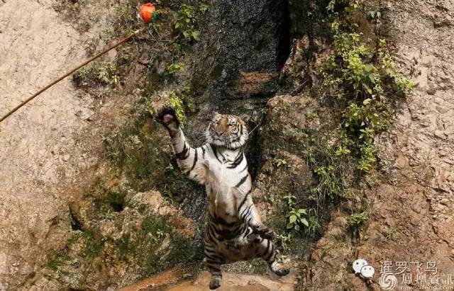 147大老虎全被抓走了?泰国虎庙或将无虎!