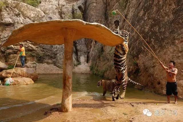 147大老虎全被抓走了?泰国虎庙或将无虎!