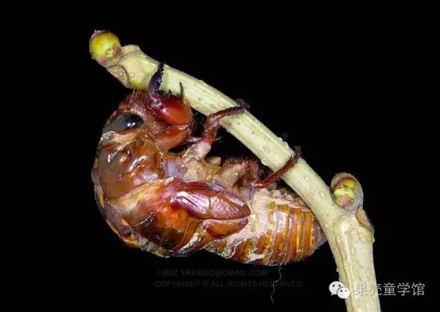 带小孩出去玩要小心一些什么虫,虫子带孩子去哪里玩比较好