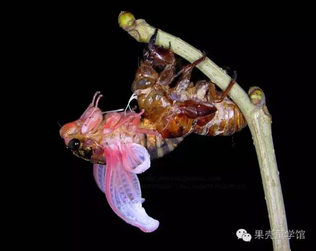 带小孩出去玩要小心一些什么虫,虫子带孩子去哪里玩比较好