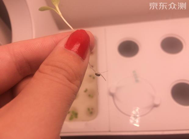 绿色环保农家小菜园,绿色无公害的自家小菜园