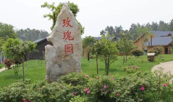 正是玫瑰盛开时,南京的玫瑰园盛开的季节是何时