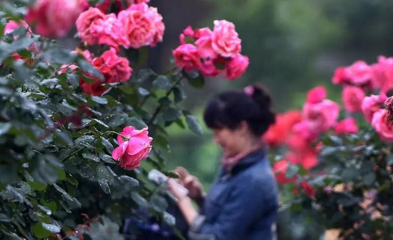 正是玫瑰盛开时,南京的玫瑰园盛开的季节是何时